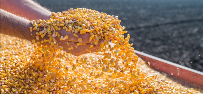 Agronegócio Estrondo aumenta a produção de milho em 60%